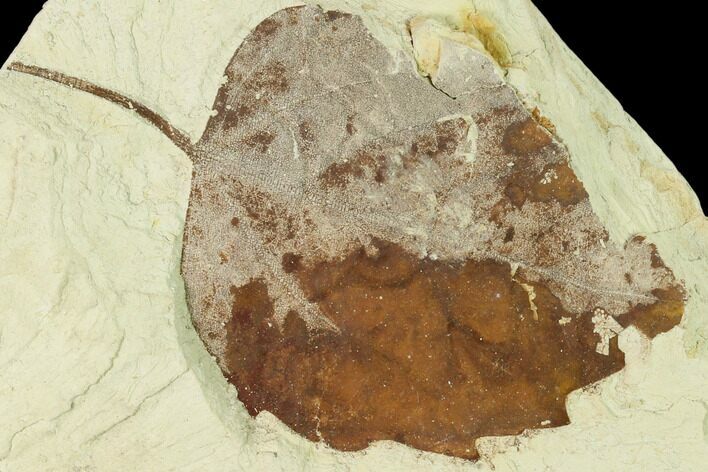 Miocene Fossil Leaf (Populus) - Augsburg, Germany #139447